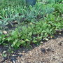 Allotment