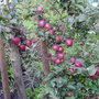 Allotment
