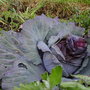 Allotment