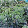 Allotment