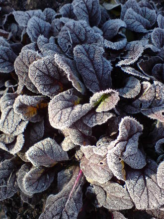 frosted Ajuga (Ajuga reptans (Bugle))