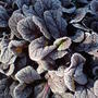 frosted Ajuga (Ajuga reptans (Bugle))