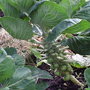 Allotment