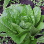 Allotment