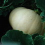 Allotment
