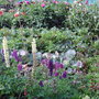 Allotment
