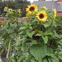 Allotment
