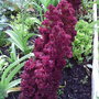 Allotment
