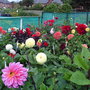Allotment