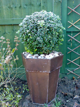 frosty box tree (Buxus sempervirens (Common box))
