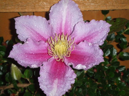 clematis