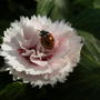 Devon Pink (Cranmere Pool)