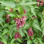 Pheasant Berry  (Leycesteria)