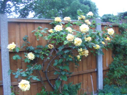 golden shower climber