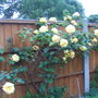 Picture_125