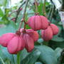 Spindleberries  (Euonymus    ( Red Cascade ))