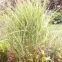 Miscanthus sinensis 'Zebrinus' (Miscanthus sinensis 'Zebrinus')