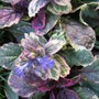 Ajuga Burgundy Glow (Ajuga reptans)
