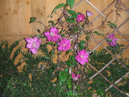 clematis
