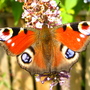 saw loads of these today, summers here lol