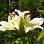 lillies