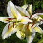 lillies