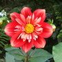 Dahlia (Dahlia)