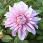 Dahlia (Dahlia)