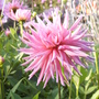 Cactus Dahlia (Dahlia)