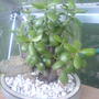 Money plant