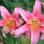 Pink Lily