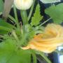 Another shot of my courgettes!!