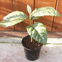 Eriobotrya japonica