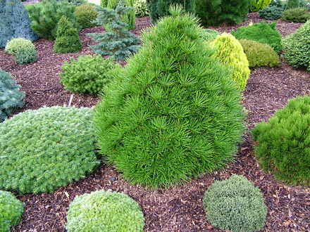 Sciadopitys verticillata 'Picola'