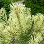 Pinus_sylvestris_brentmoor_blonde