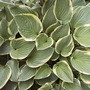 Hosta 'Aureomarginata' (Hosta 'Aureomarginata')
