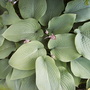 Hosta_sieboldii