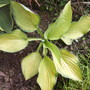 Hosta 'Gold Standard' (Hosta 'Gold Standard')