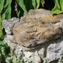 European_lizard