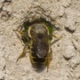Leaf-cutter bee