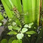 Gar36_002