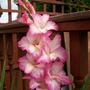 Pink Gladiola