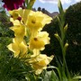 Gladiolus