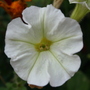 A garden flower photo