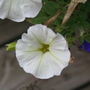 A garden flower photo