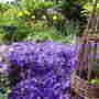 Campanula_Poscharskyana.jpg