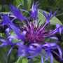 Centaurea Montana (Centaurea Montana Cyanus)