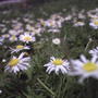Bella Donnis Lawn