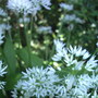 Wild Garlic