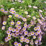 Erigeron.jpg